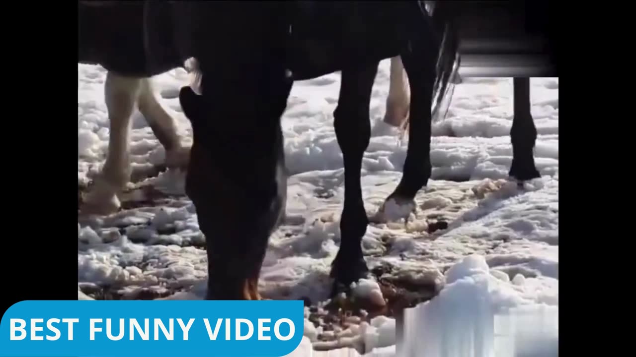 funny video cats and dogs