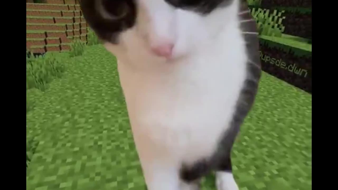 Feline Flip-Out Fest: Epic Funny Cat Roundup!