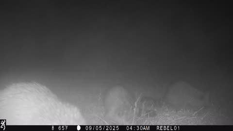 Gang of Coons eating Dorito's in the Mist