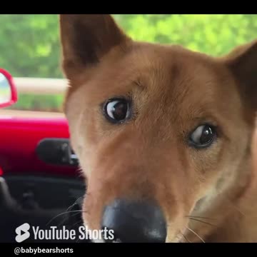 Do this if your dog is scared of cars