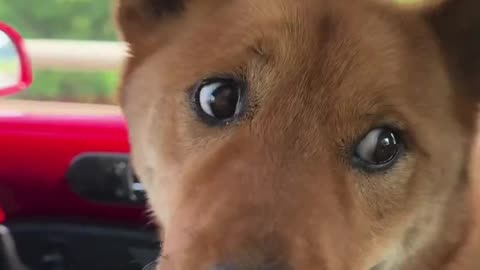 Do this if your dog is scared of cars