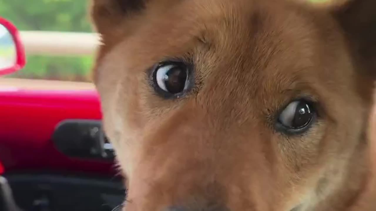 Do this if your dog is scared of cars
