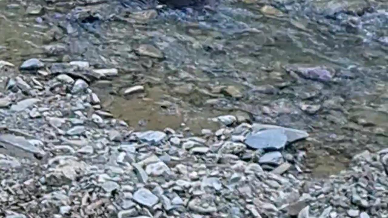Romanian beaver