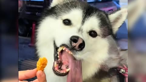 Funny Dog - The Dog Wants Food But Can't Get It