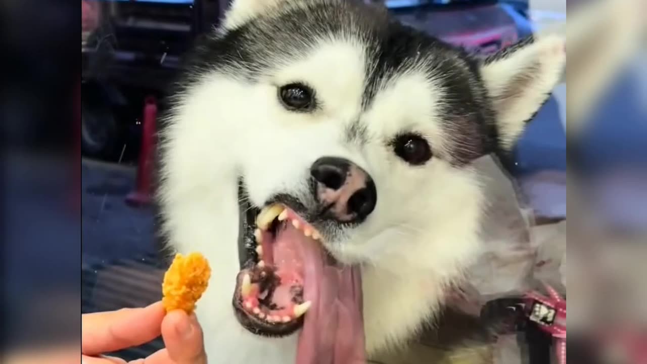 Funny Dog - The Dog Wants Food But Can't Get It