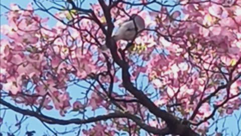 Blue Jay