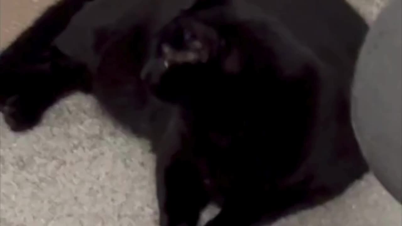 Cute Precious Piper Practices Being a Croissant - Adopting a Cat from a Shelter Vlog #shorts