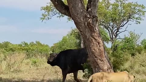 Smart lion outwits buffalo 🦁🐃😆 #animal