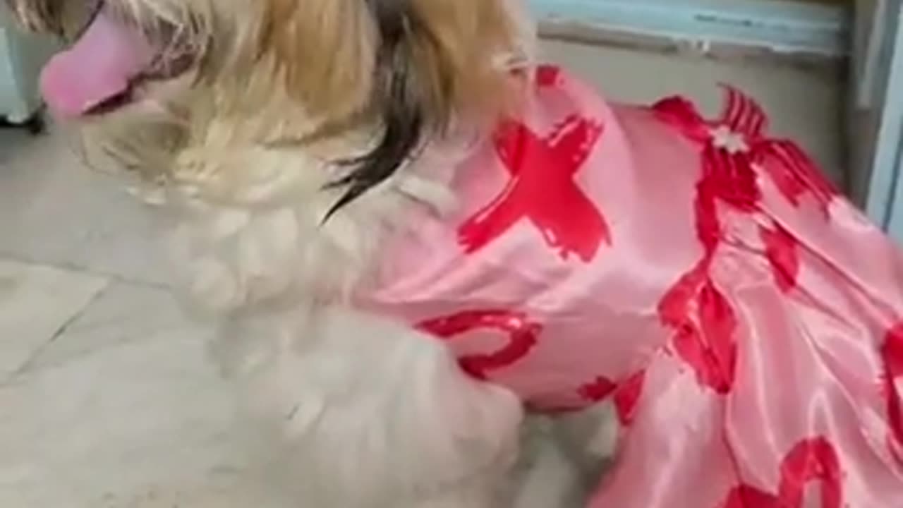 😂🐾 Ignored Like a Ghost? You Won't Believe This Pet's Reaction! | FunFM