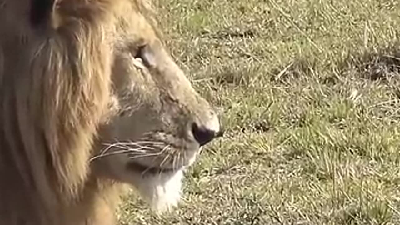animals