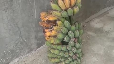 harvest bananas