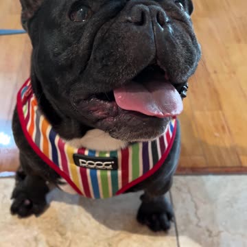 Piper’s Happy Post-Walk Panting