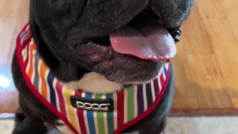 Piper’s Happy Post-Walk Panting