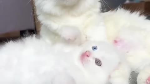 cats eyes getting bigger 👀