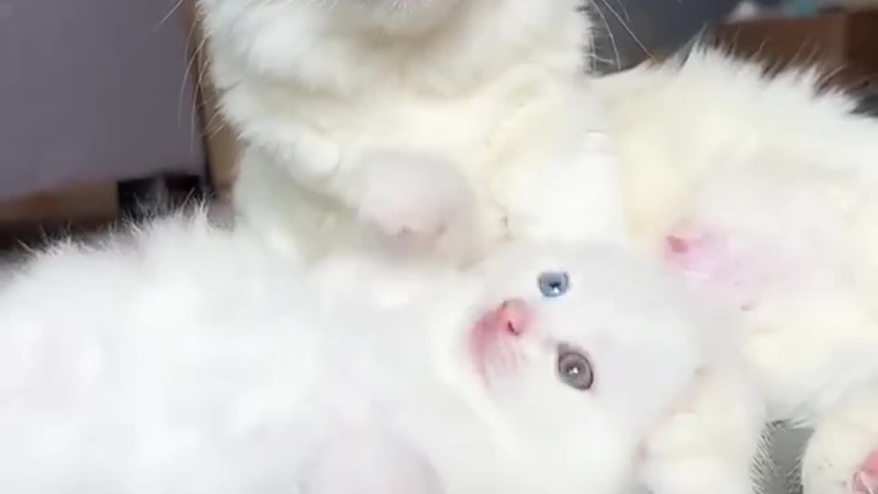 cats eyes getting bigger 👀