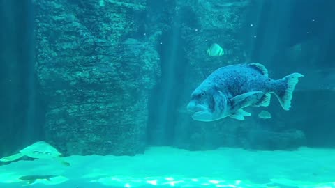Two Oceans Aquarium Adventure! 🦈🪼🪸🐧