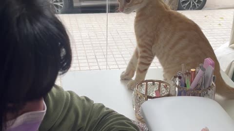 Cat Picks A Fight With Manicurist