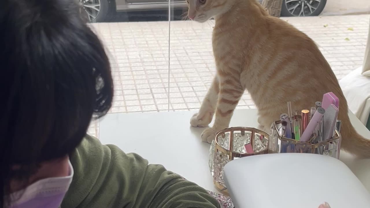 Cat Picks A Fight With Manicurist