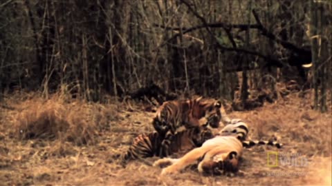 Tigers vs Monkeys