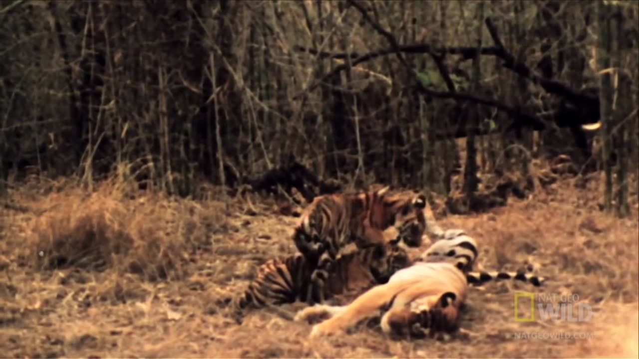 Tigers vs Monkeys