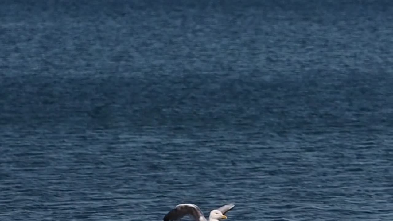 Nature and Animals