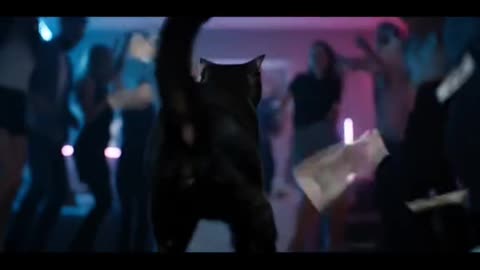 Makin it rain on BooBoo 💸 🐈‍⬛💸