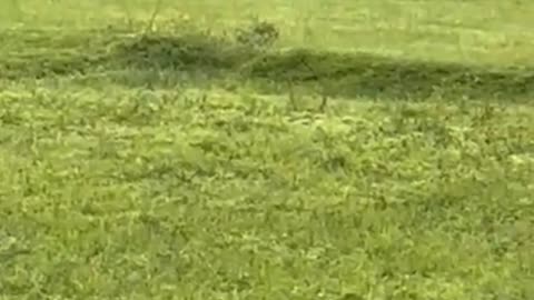 my village comes elephant