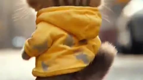 Cute baby cat video