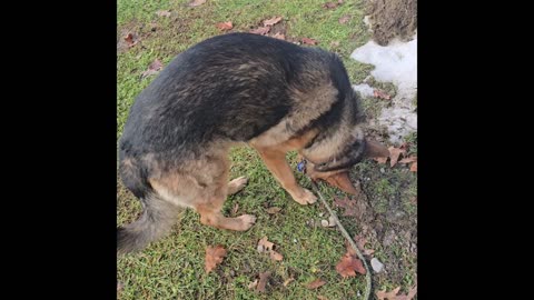 Virgil german shepherd.