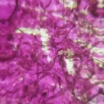 Worms in lipstick???!!!!