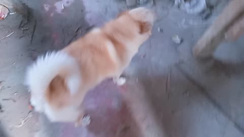 Chiku ki manmarjiya