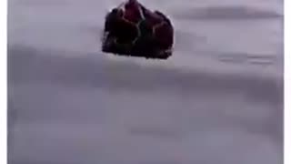 SEA TURTLE ASKS FOR HELP