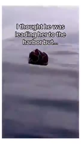 SEA TURTLE ASKS FOR HELP