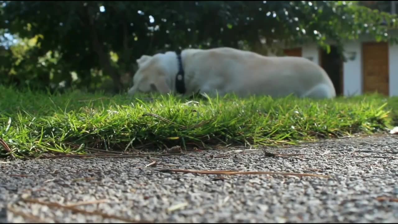 Cute and Dog Funny Animals