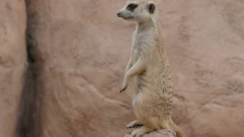 Adorable Animals