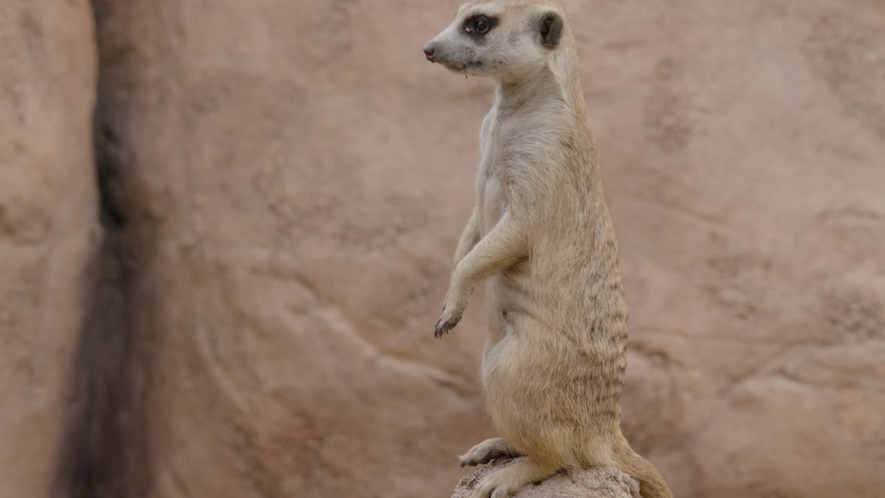 Adorable Animals