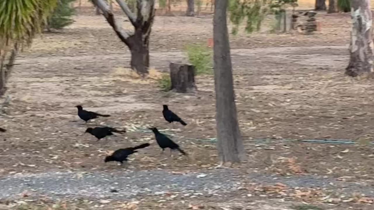 Choughs roaming around Jaya…