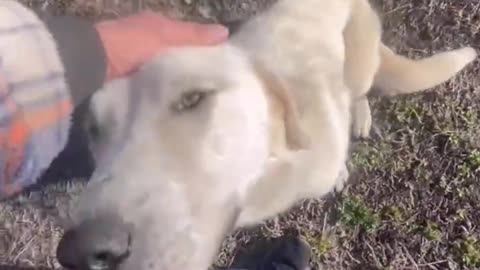 Abandoned dog finds a new home