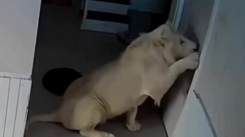 🦁A lion came to visit