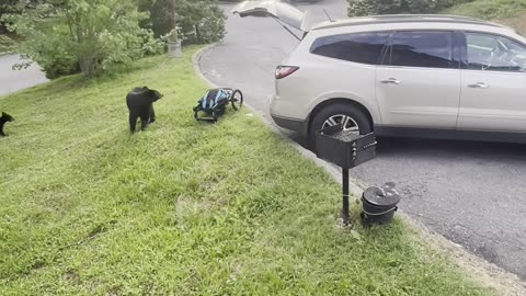 Bear Sneaks in a Car