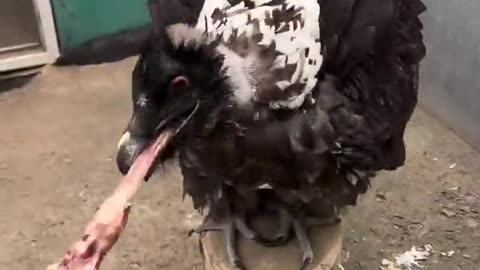 WHAT A HUNGRY BIRD!