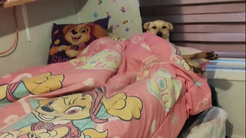 Cozy Dog Tucked Into Bed