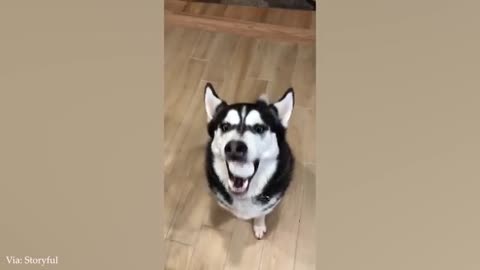 Laugh with Funny Dogs