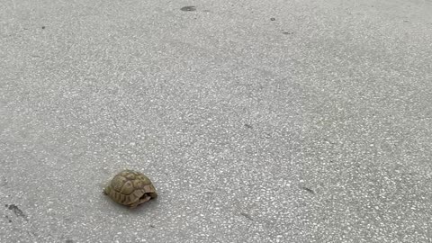 Kind Person Moves a Tortoise Off the Road