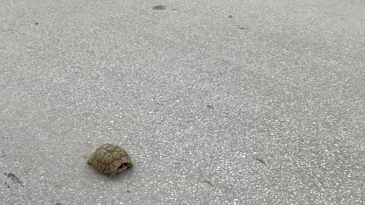 Kind Person Moves a Tortoise Off the Road