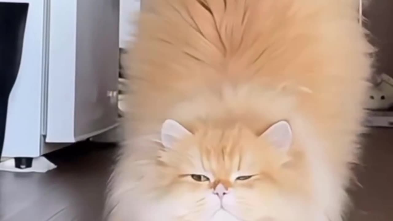 Animal