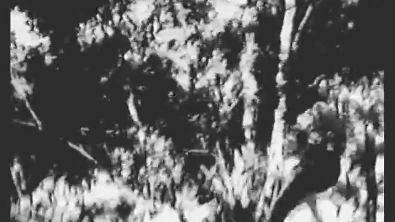 Robbery Under Arms (1920) - Full film - Kenneth Brampton