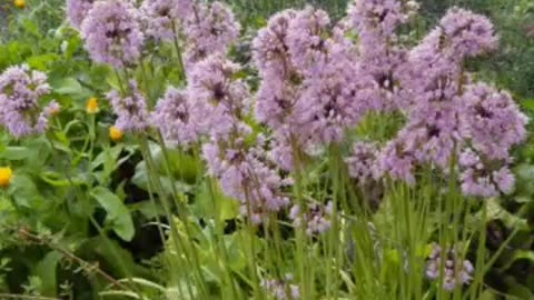 nodding onion