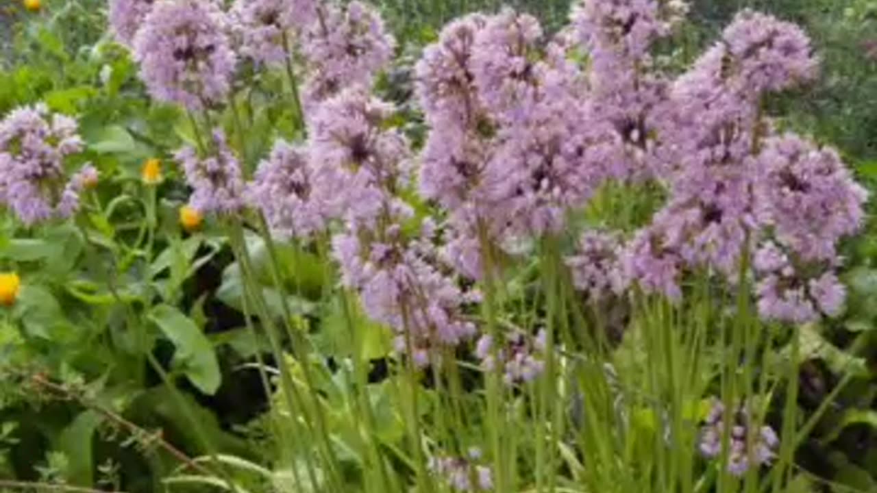 nodding onion