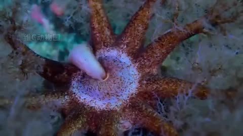 😮🐙 Sea Cucumber Eating! | FeedMyCuriosity